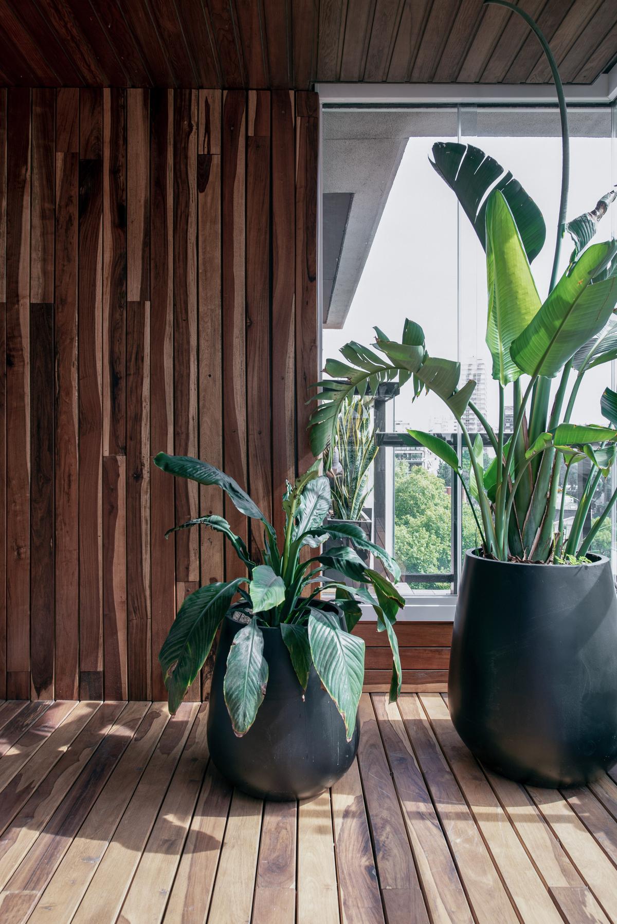 Terraço com parede de madeira, plantas grandes e vista urbana — projeto Depto Teodoro Garcia, por Ayelen Mayer Arquitectura, em Buenos Aires